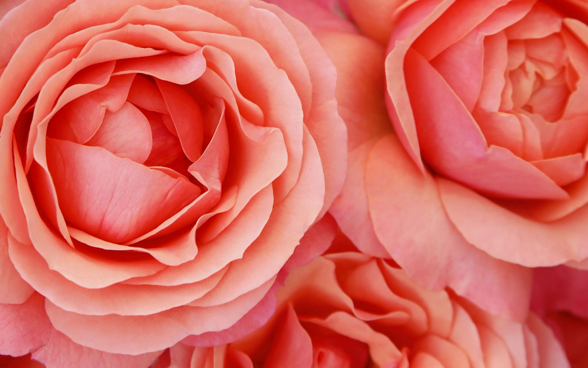 Lions Coral-Rose